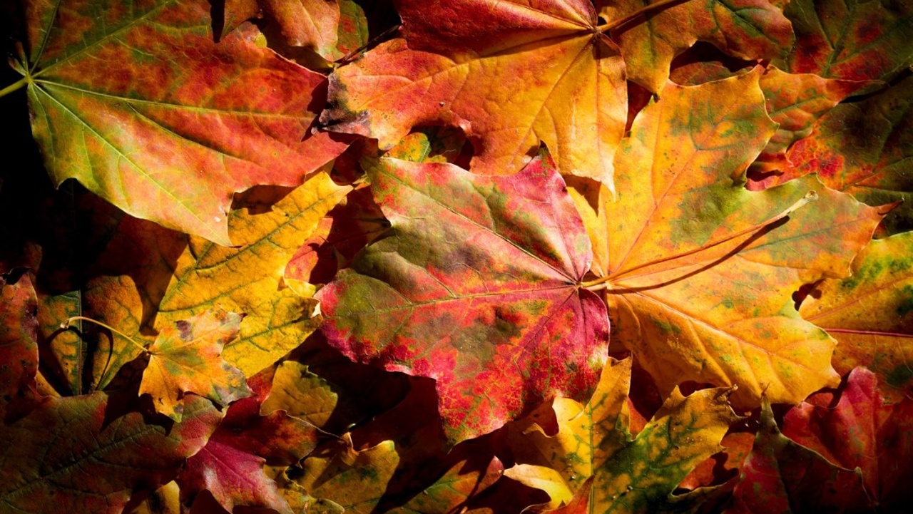 Morrison enters strategic partnership with Pact Group