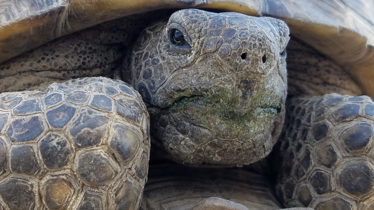 The Tortoise and the Hare: Unexpected winners of the US data centre race