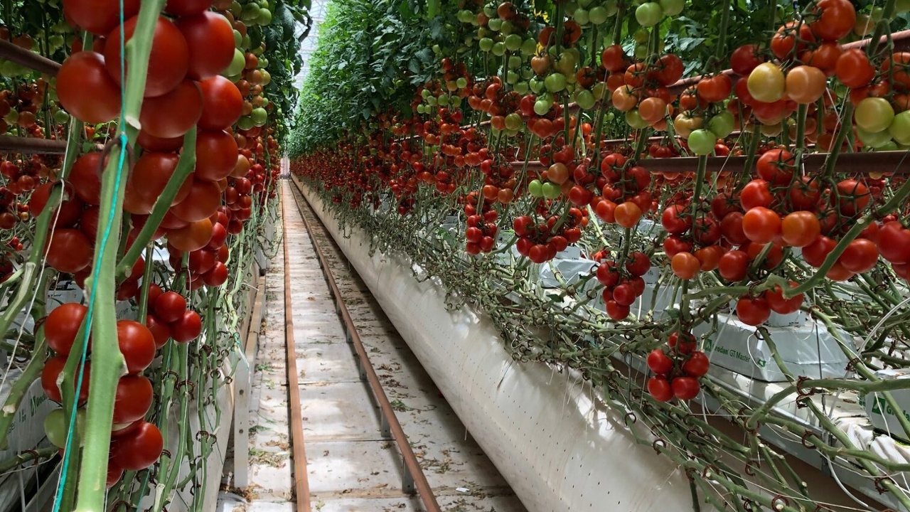 Morrison agrees to sell Sundrop Farms