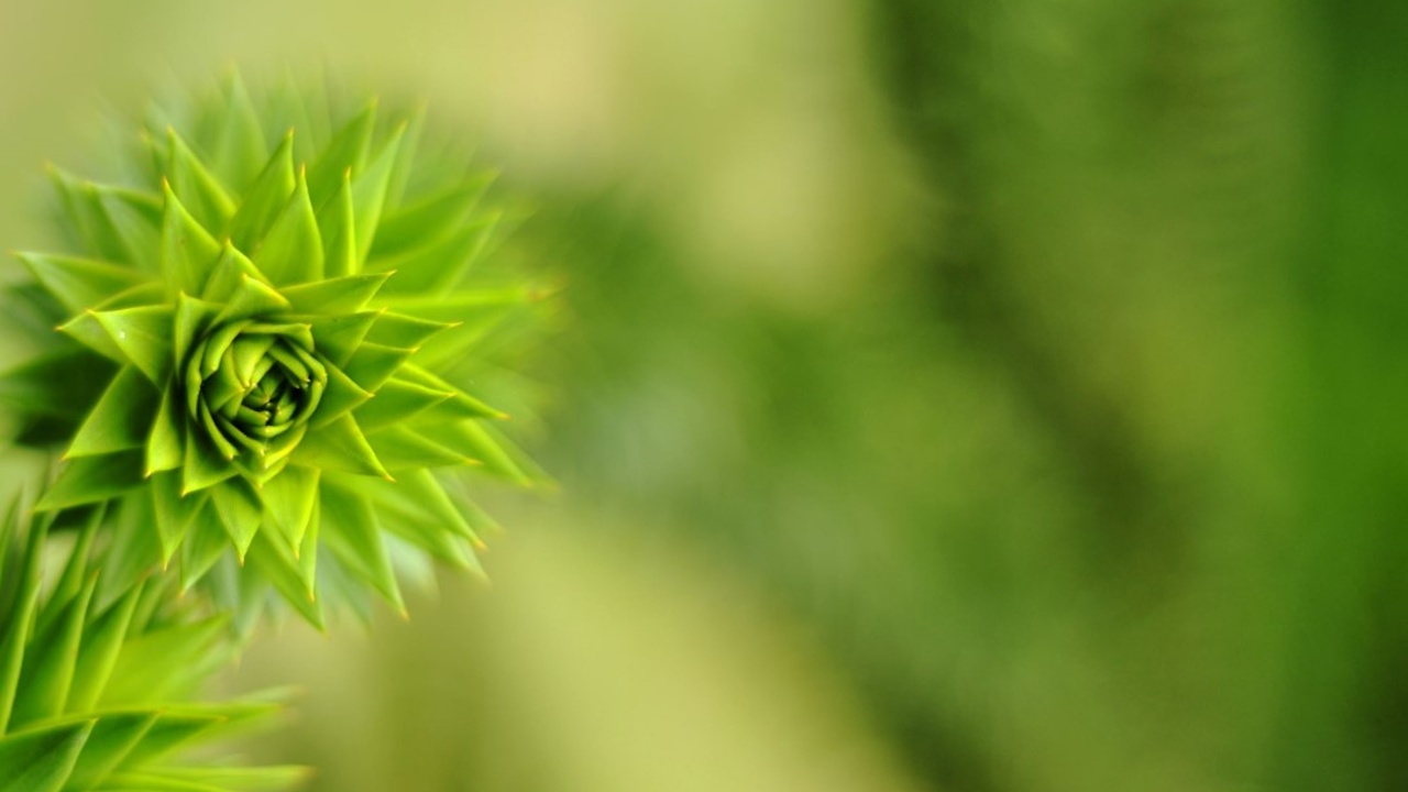 Deion Campbell joins Morrison's leading energy team